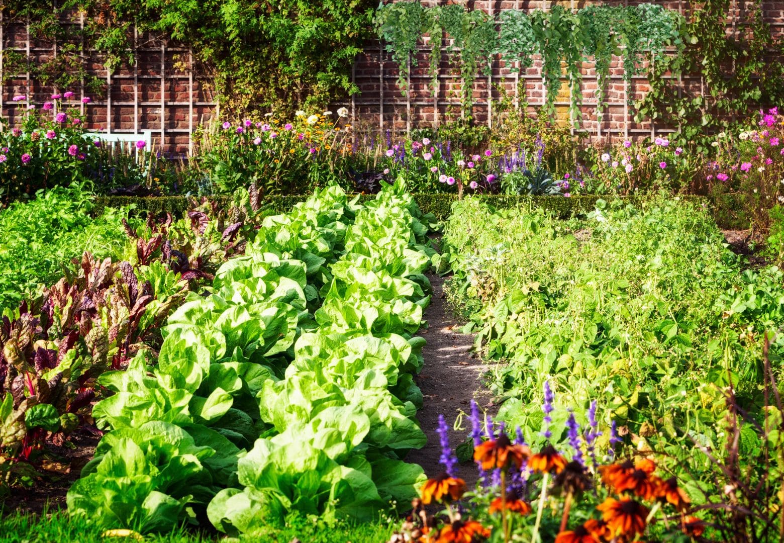 Best Vegetables for Shady Gardens