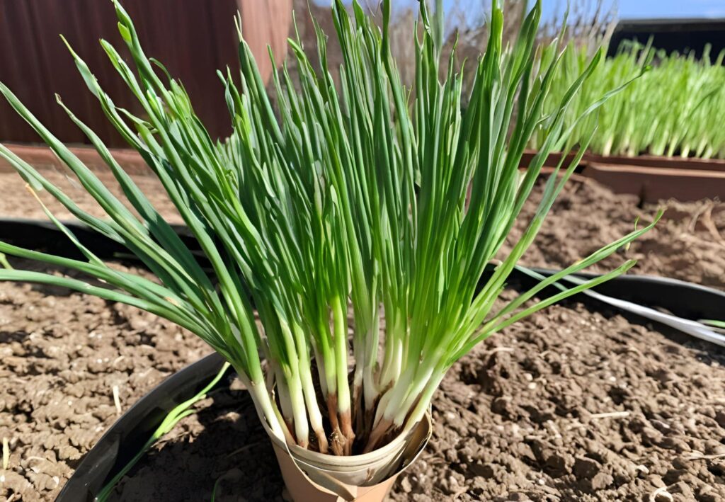 Green Onions