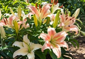 Oriental Lilies