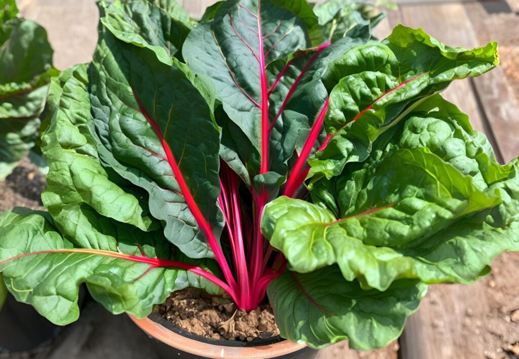 Swiss Chard