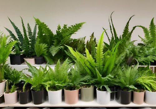 Crocodile Ferns pot selection