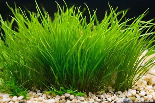 Dwarf Hairgrass