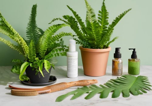 Essential Tools for Crocodile Fern Care