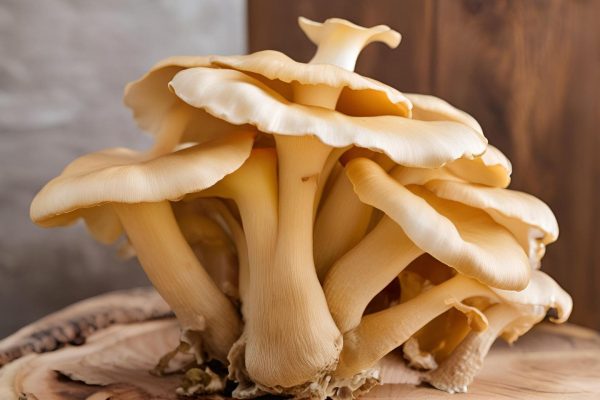 Oyster mushroom