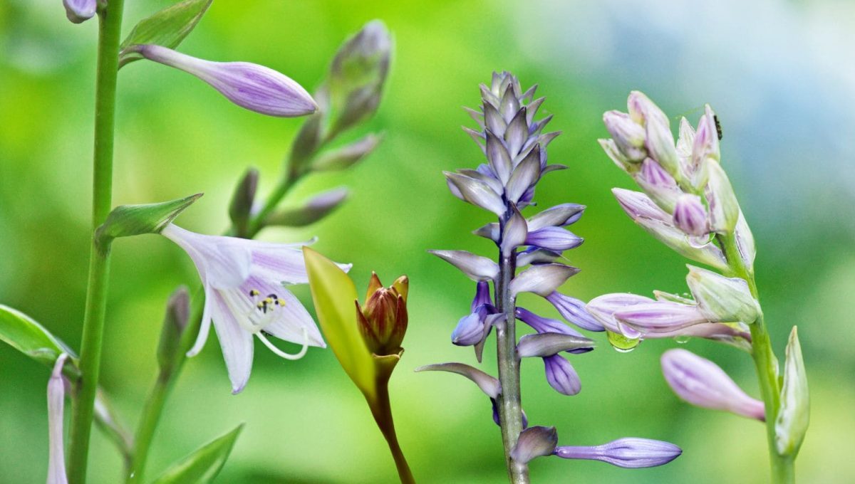 Hosta, gardensupplement.com