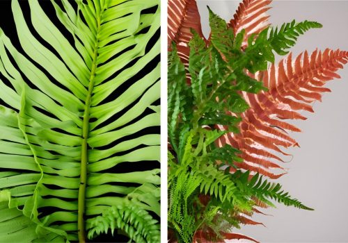 Indoor vs. Outdoor Crocodile Fern Care