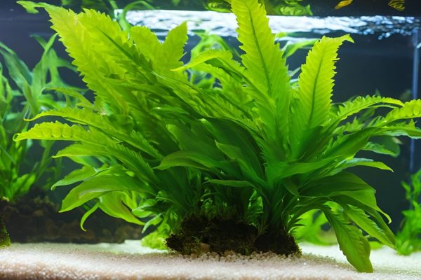 Java Fern