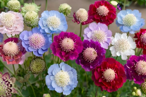 Scabiosa Varieties