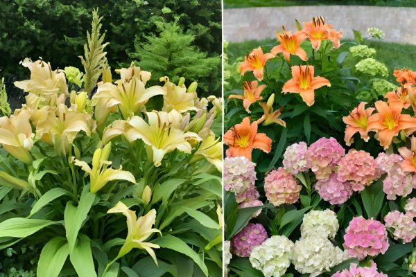 Types of Perennials